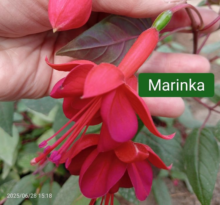 Фуксія вкорінені живці