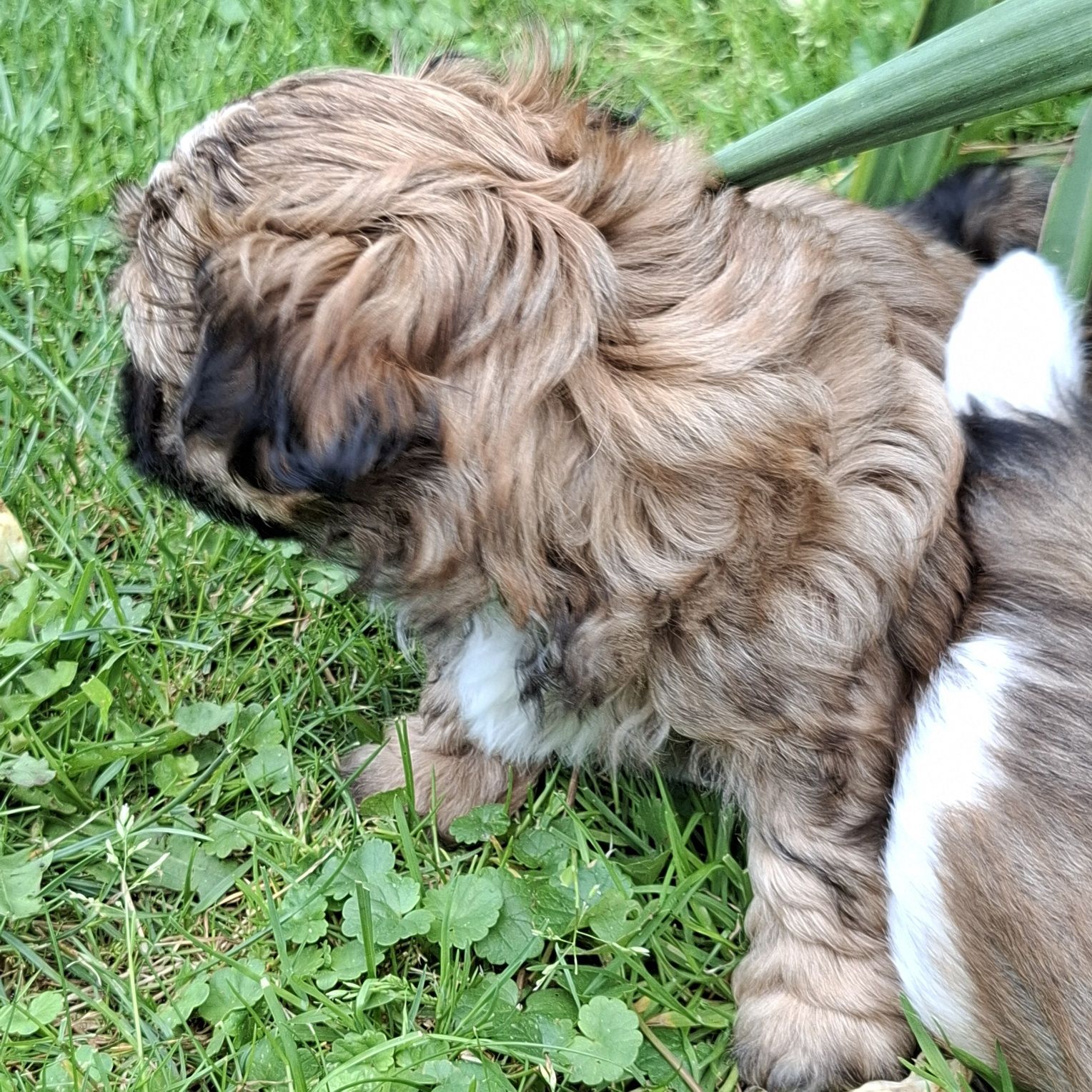 Sunia shih tzu brązowa
