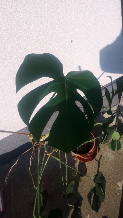Monstera z własnej uprawy
