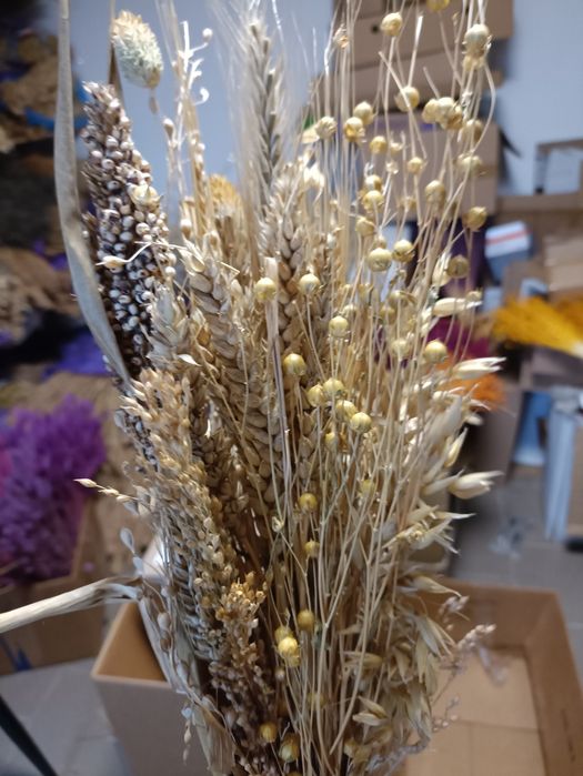 Zboże w klosach dla chomików gryzoni papug ptaków