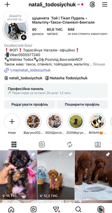 Цуценята англійського кокер спаніеля