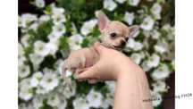 Chihuahua piesek xxs gotowy do odbioru