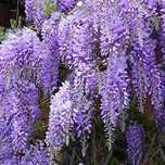 Wisteria pnącze fioletowo-niebieska