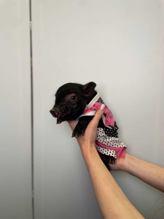 Міні піг карликові мікро свинки для дому, дуже охайні та милі