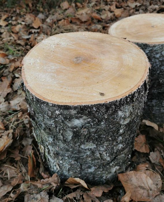 Pieniek brzozowy średnica 25-28cm