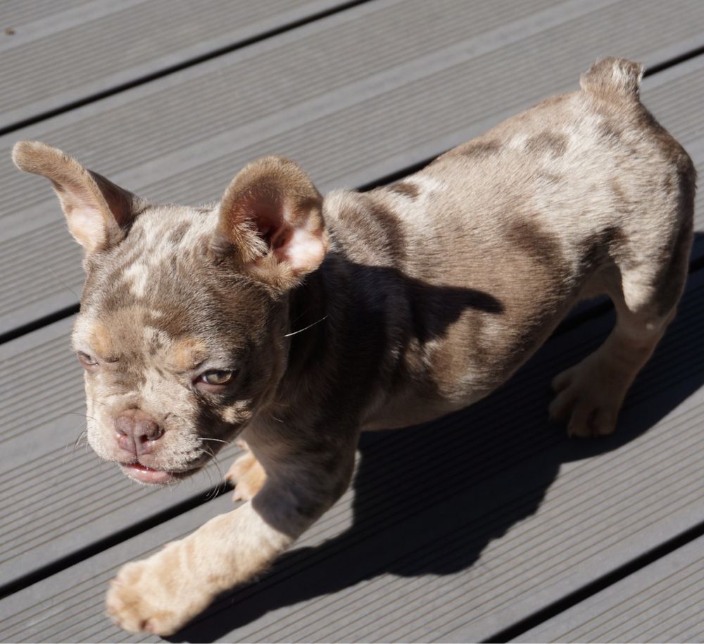 Buldog francuski