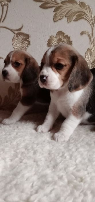 Красивые щенки бигля