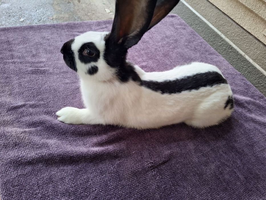 Кролі. Строкач. Кролики