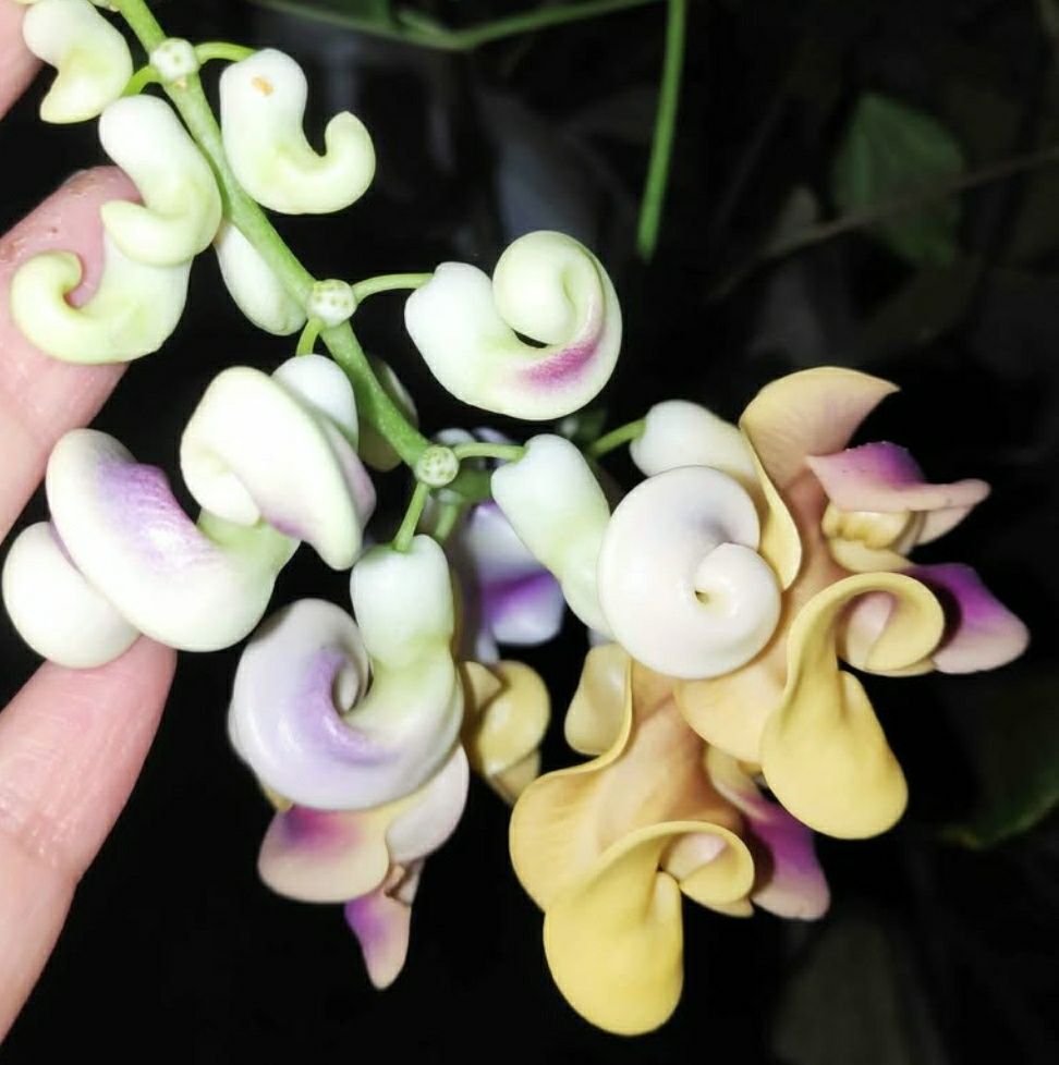 Planta já germinada de Vigna Caracala