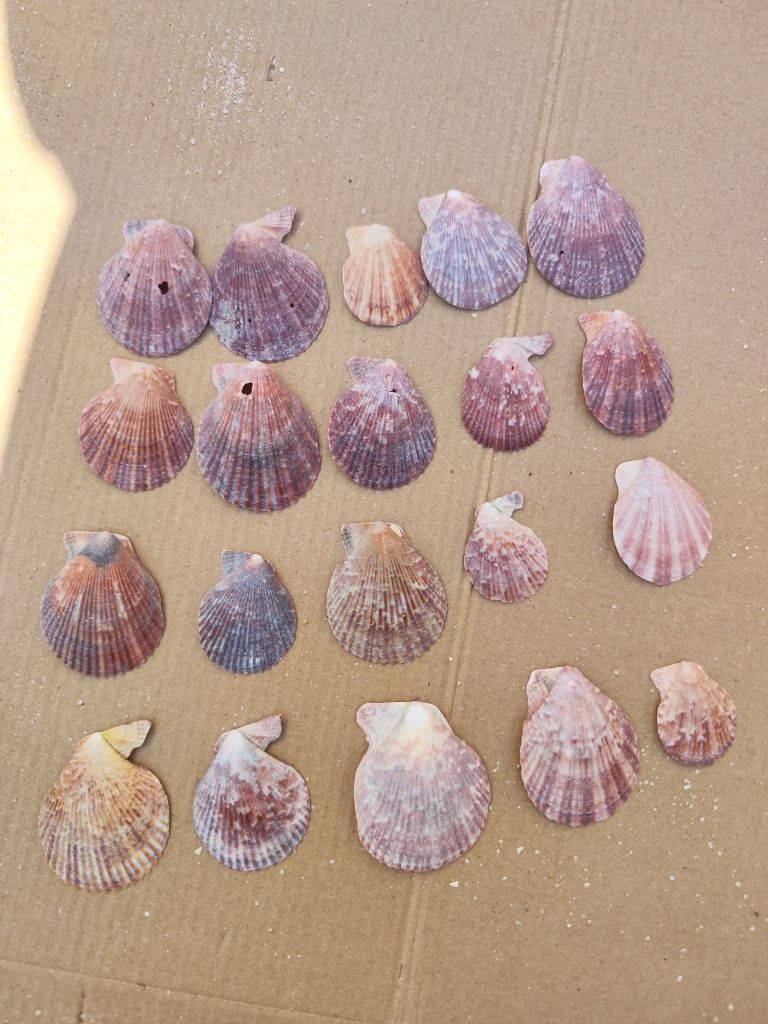 Conjunto de 20 conchas do mar