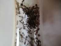 Monomorium subopacum kolonia mrówek