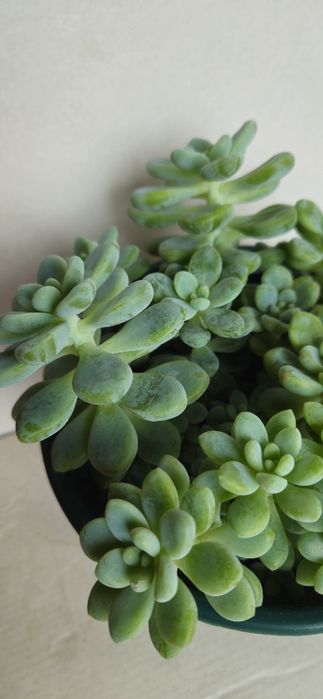 Planta Suculenta Sedum Clavatum em Vaso plástico 15 cm
