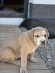 Suczka Cane Corso Italiano po Championach!