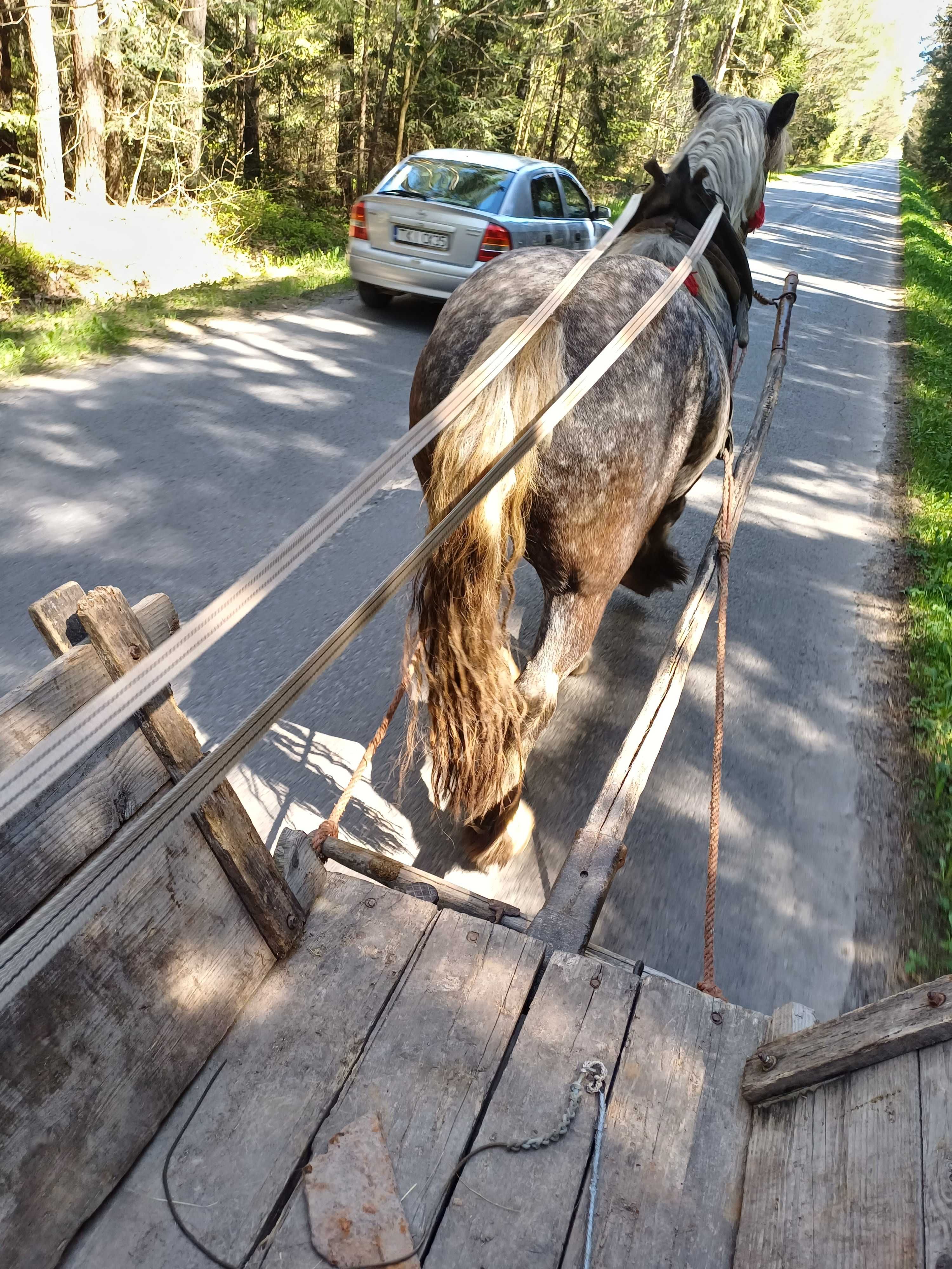 Zimnokrwiste klacze