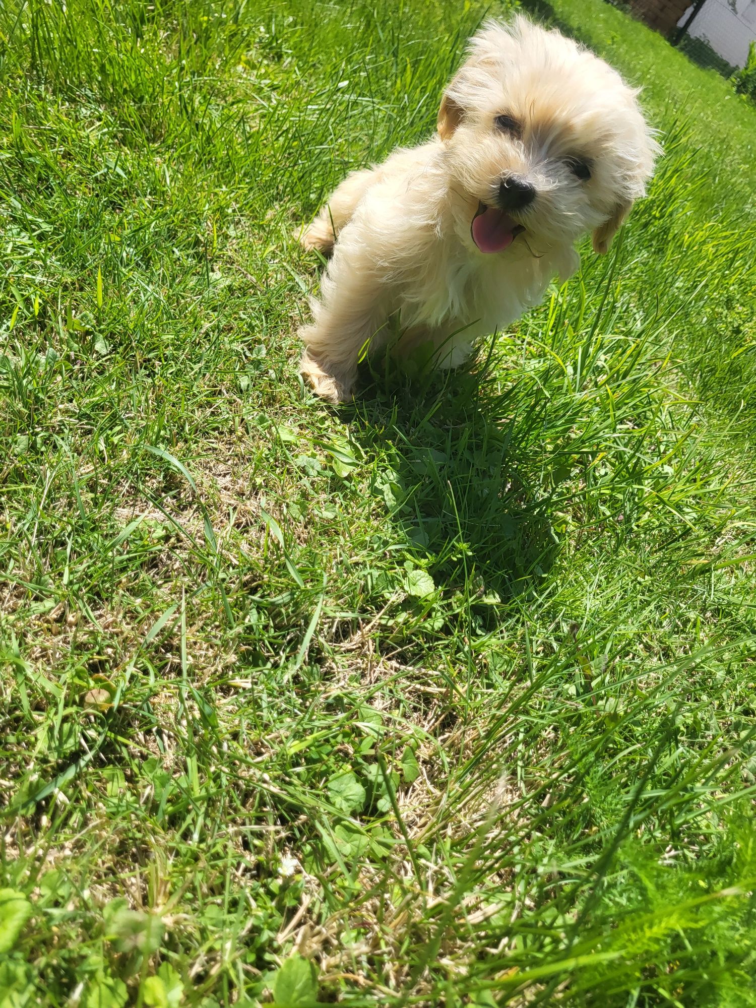 Chłopczyk Maltipoo