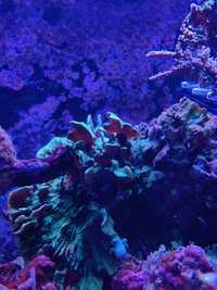 Koralowiec Pavona green fluo