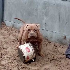 Amstaff suka 2,5 roczna z rodowodem i pies 3  lata metryka ABKC