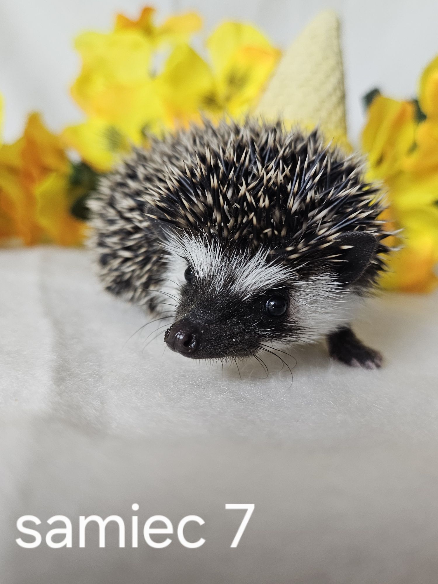 Jeż afrykanski jez pigmejski