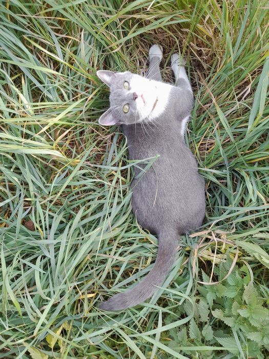 Кошка веселая, игривая,добрая, бесплатно