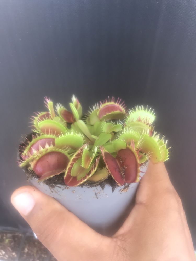 Planta carnivora