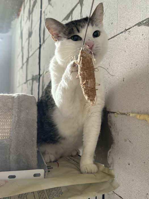 Котик в добрі руки