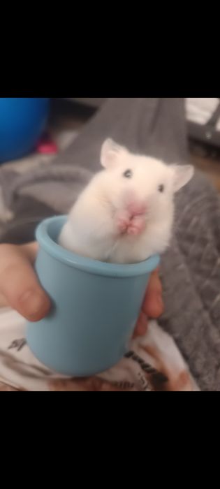 Sprzedam chomika syryjski  samiec