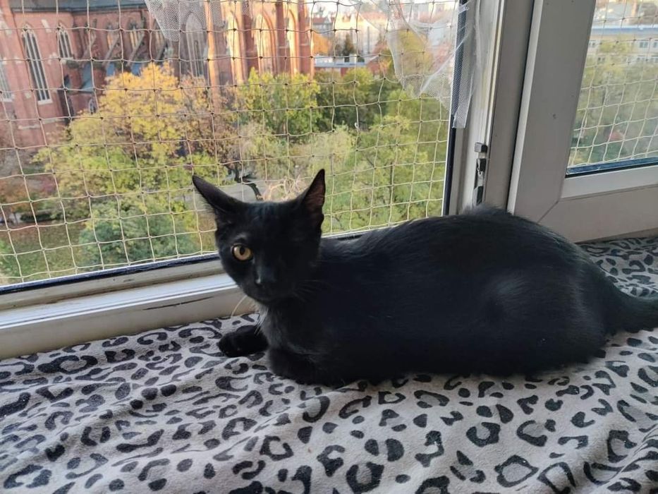 Rozjaśnij czarne wspomnienia Negriego