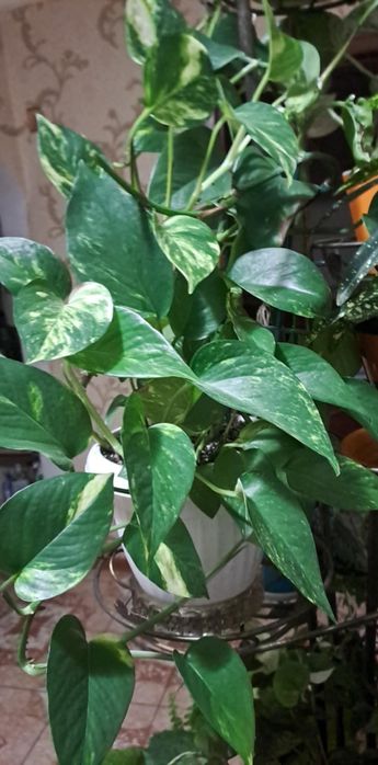 Кімнатні рослини зрізом