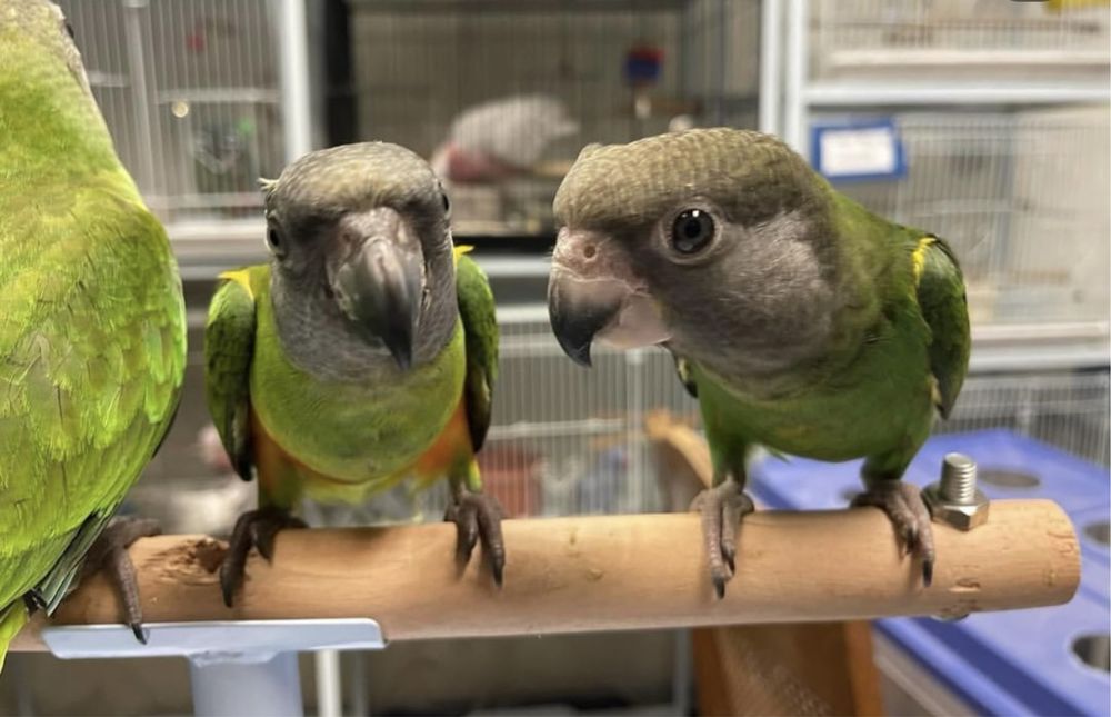 Сенегальские попугаи птенцы , выкормыши ручные птеничики