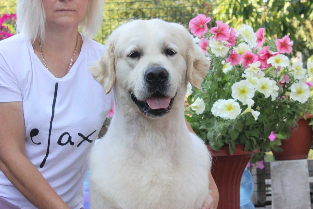 Племенной кобель Голден Ретривер