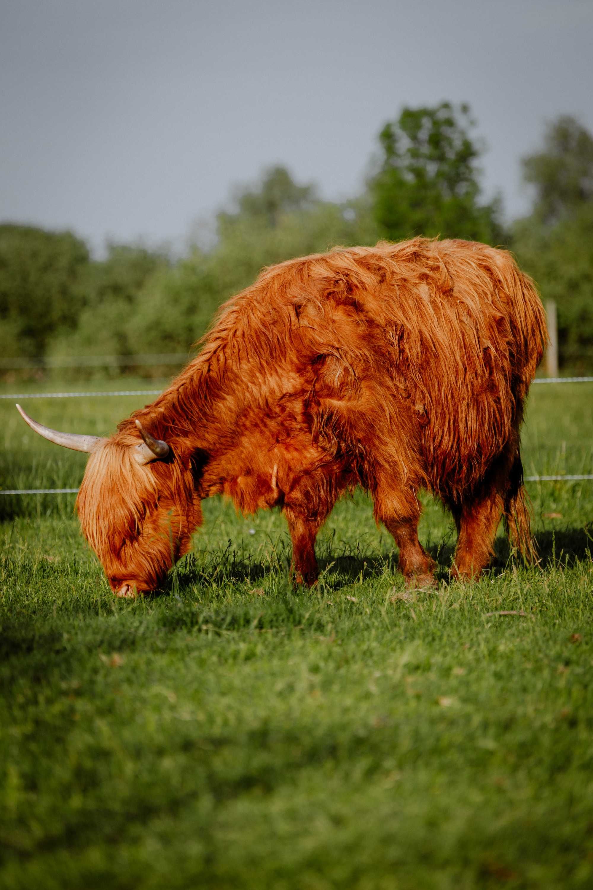 Stado Highland cattle pod oceną - 10 matek + 2 jałóweczki + 2 byczki