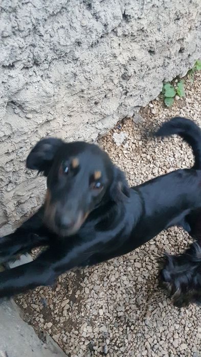 Oddam psy suczki rasy mieszanej