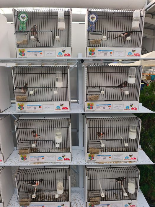 Canários arlequim português