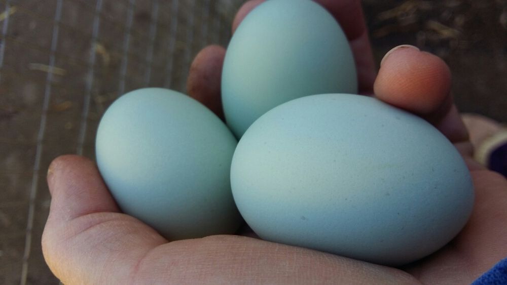 Продам петушков ухейилюй и инкубационное яйцо.