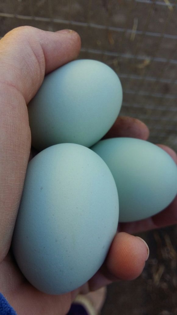 Продам петушков ухейилюй и инкубационное яйцо.
