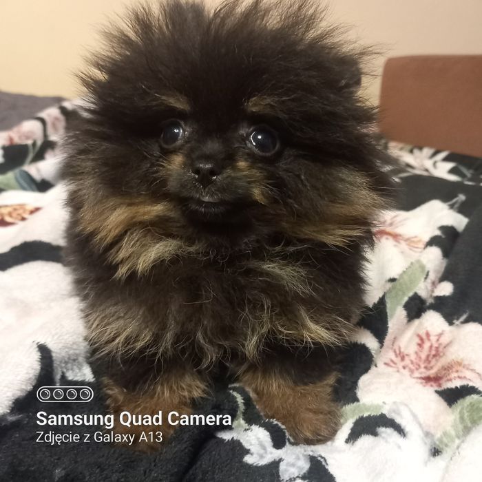 Mini szpic miniaturowy pomeranian