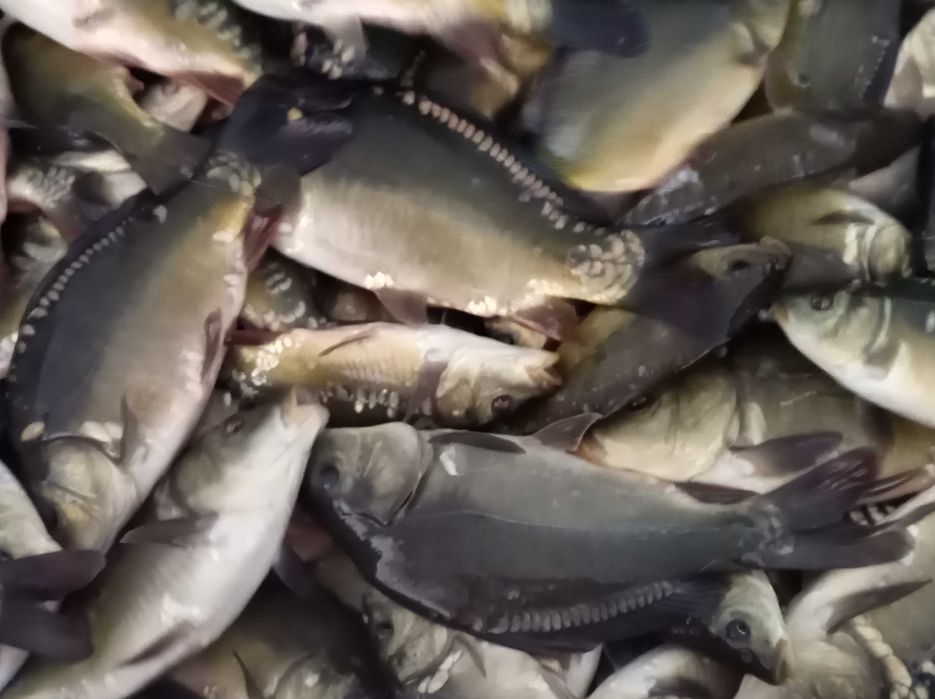 Karp tołpyga jesiotr karaś amur pstrąg hurt