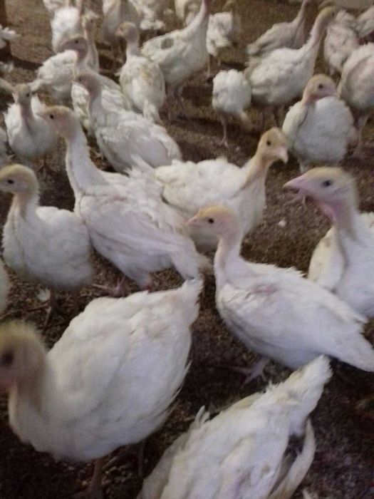 Суточные  индюшата Биг 6,Бют-8 белые широкогрудые тяжелого кросса.