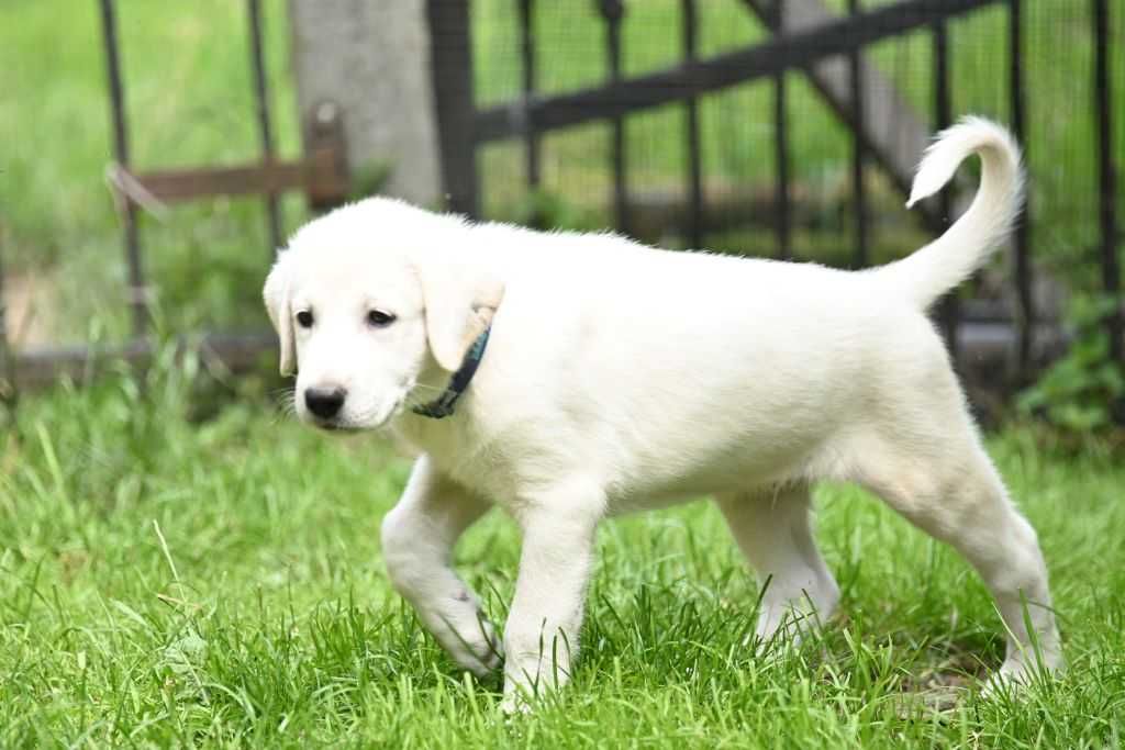 Akbash Kangal FCI Tureckie psy pasterskie