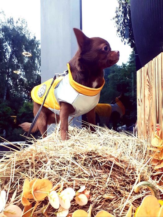 Шикарний кавалер запрошує на побачення (в'язка)