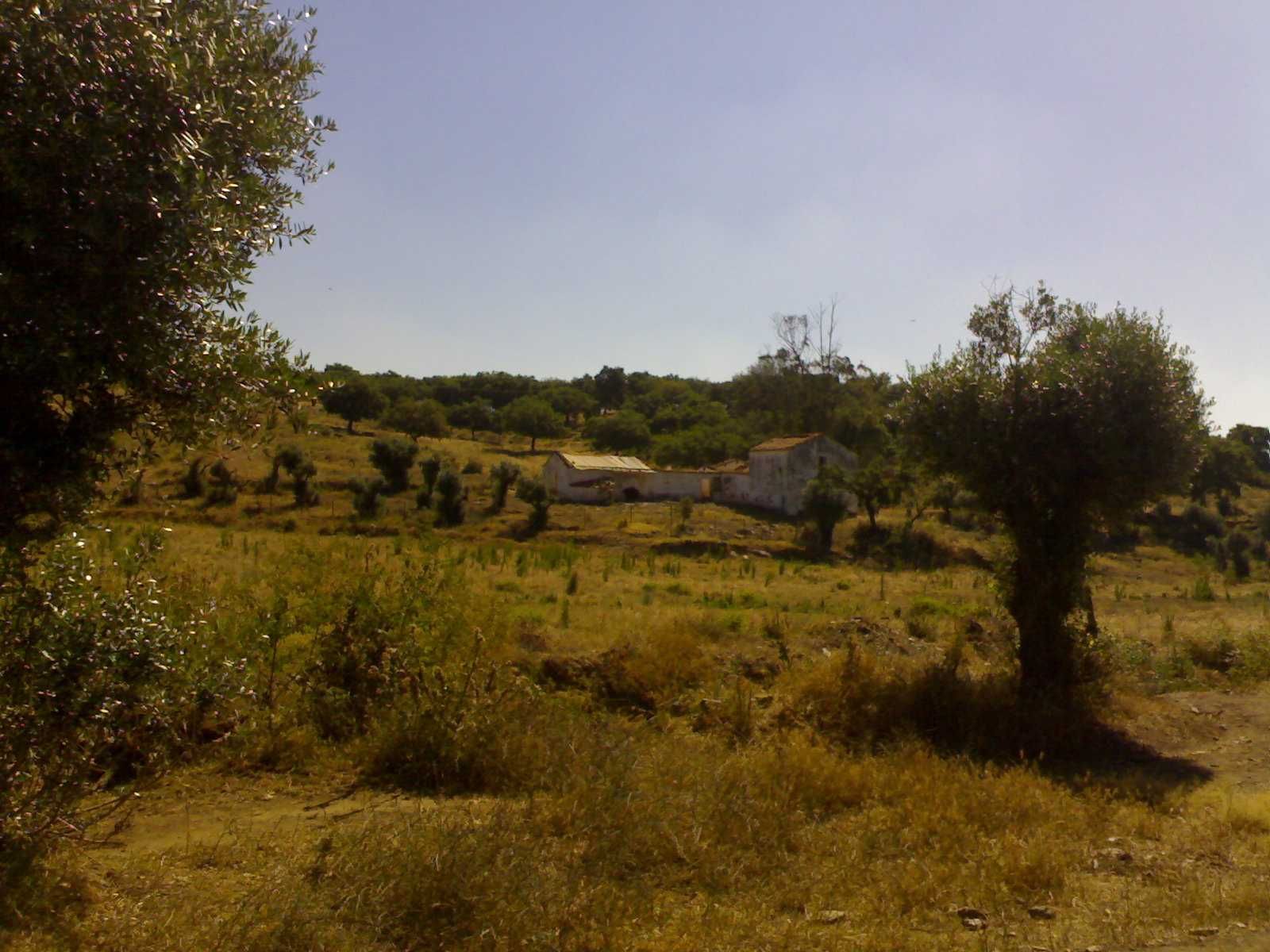 Herdade com Vinha - Borba