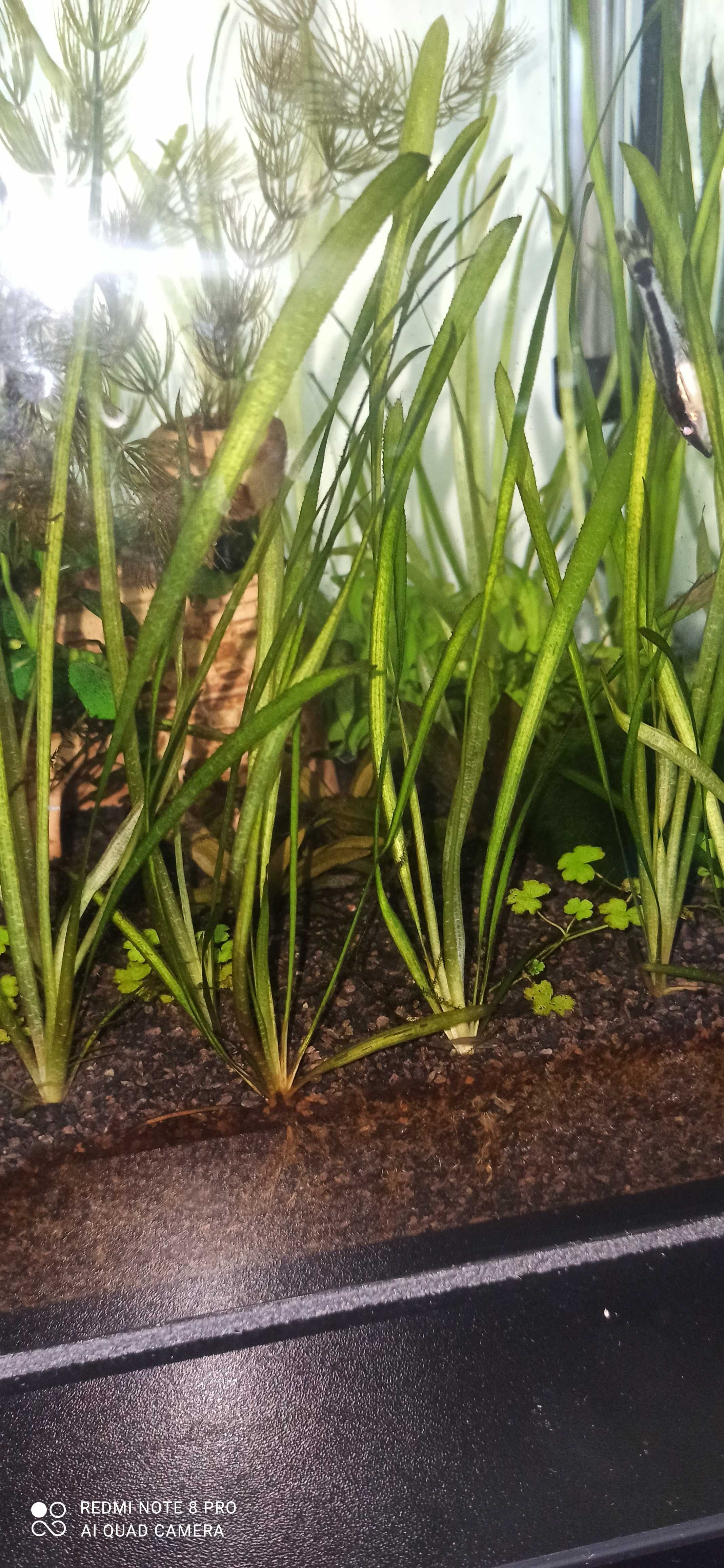 Nurzaniec - roślinki akwariowe