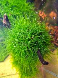 Mech akwariowy Vesicularia ferriei (Weeping moss) - wysyłka/odbior os.