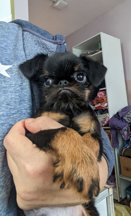 Хлопчик бельгійський грифон