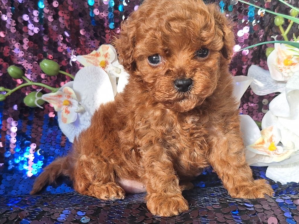 Maltipoo piesek maleńki z certyfikatem
