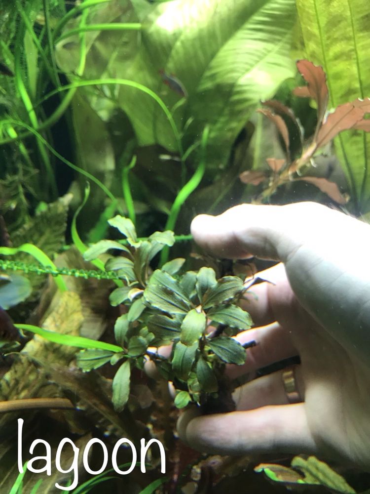 Bucephalandra sp. Bungan