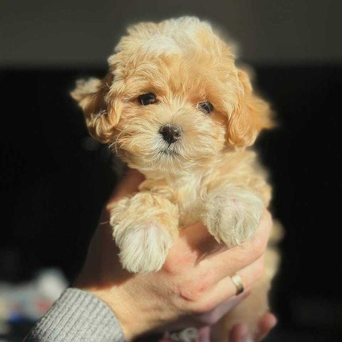 Maltipoo Toy z metryką ZKwP (FCI)