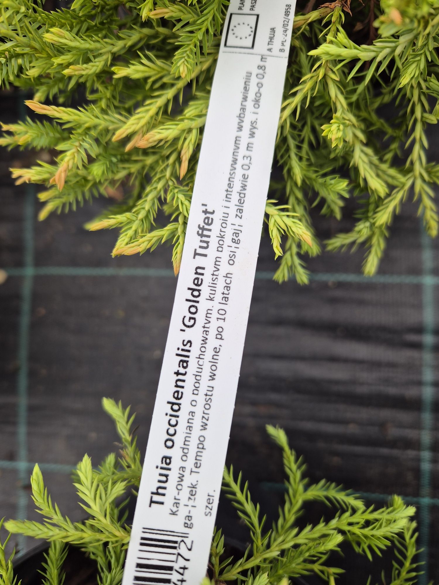 Thuja Golden Tuffet nowosc 2 szt