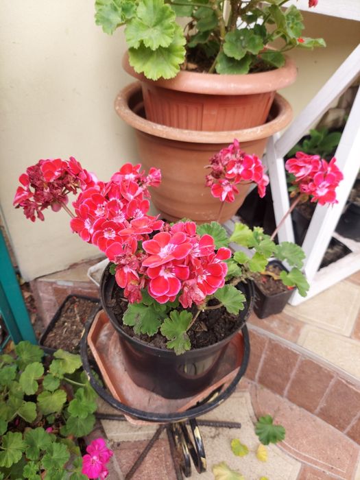 Подарунки до дня вчителя