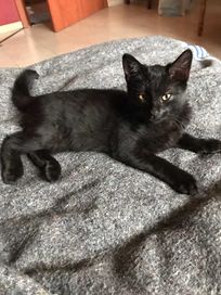 Oddam małego kota jest odrobaczony jest czarny urodzony 5 czerwca